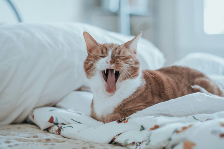 tan and white cat on white bedspread b079C