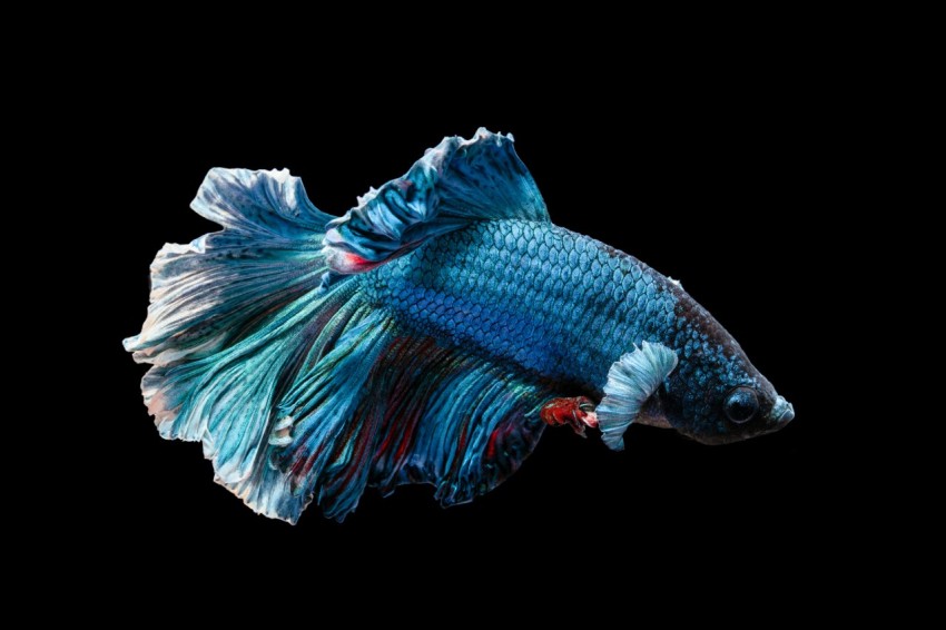 blue siamese fighting fish