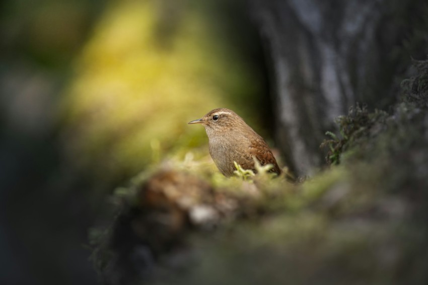 a small bird is sitting in the grass