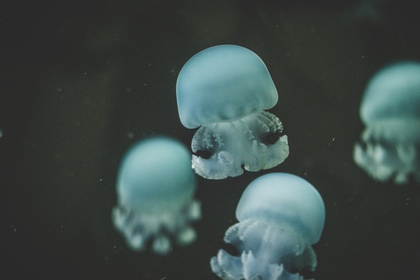 underwater photography of jellyfish