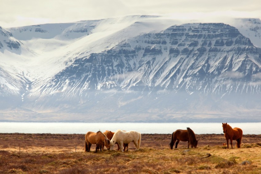 photography of five assorted color horses on grass field in front of mountain