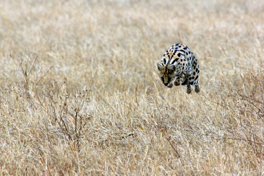 bengal running on brown meadows