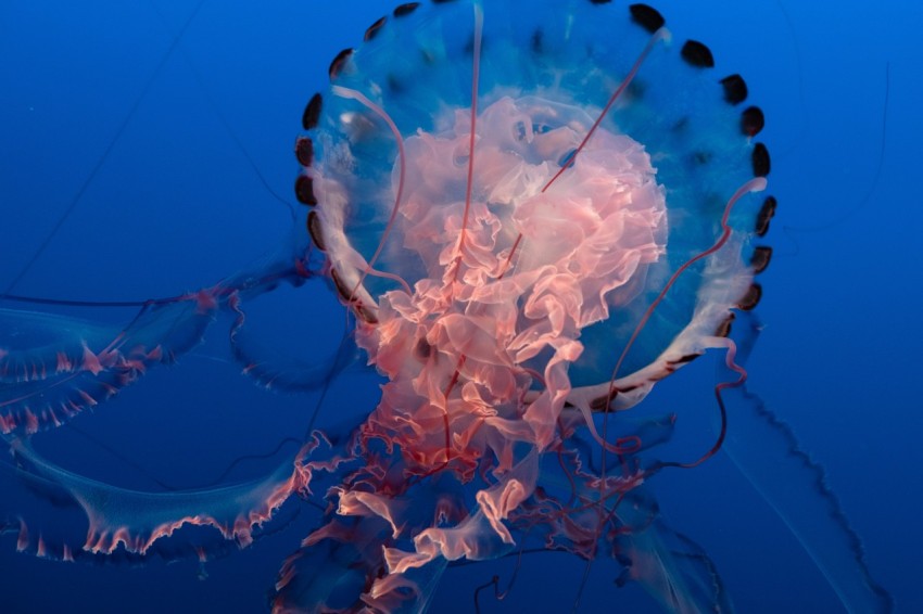 black and pink jelly fish