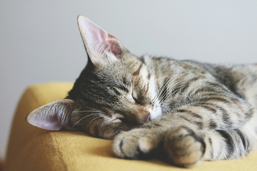 short furred brown cat sleeping on yellow textile