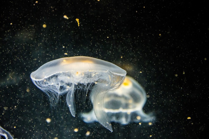 focused photography of white jellyfish