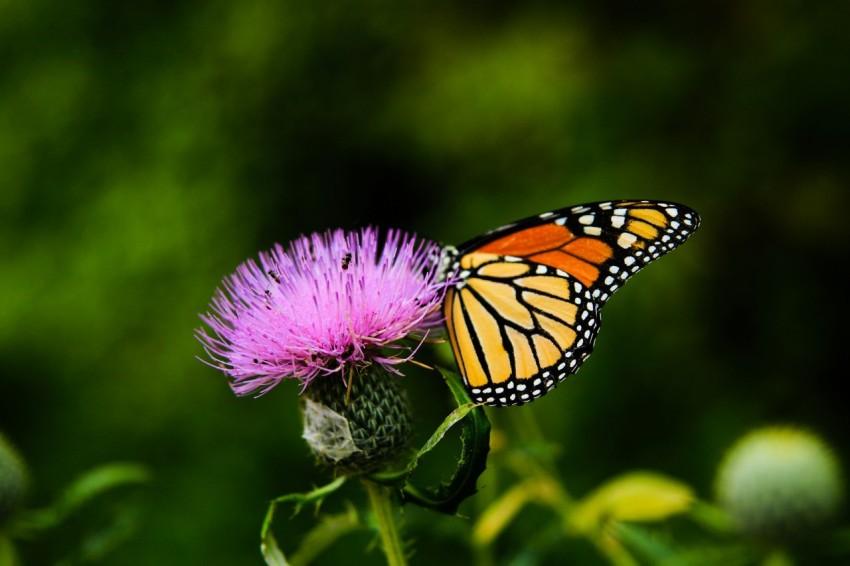 tilt shift lens photography of butterfly on a pink flower