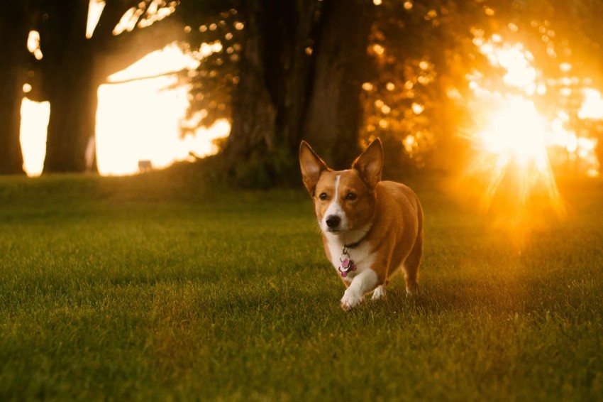 adult brown pembroke welsh corgi on grass field