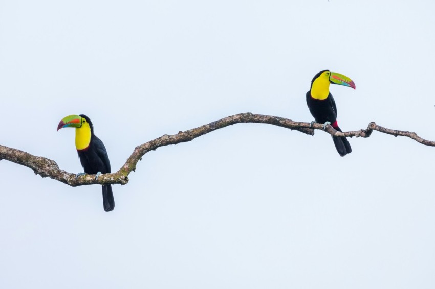 two black and yellow bird perching on tree branch