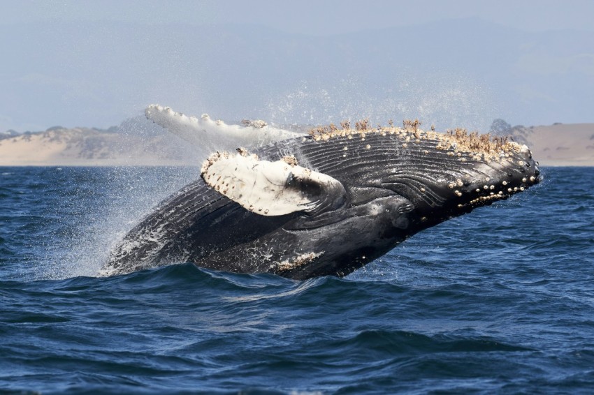 whale tail on blue sea during daytime JRsl_wfC