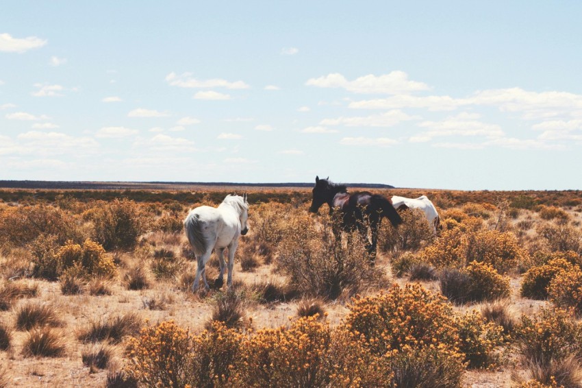 three white and black horses on open field