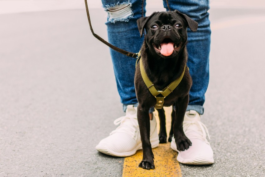 black pug with green body collar