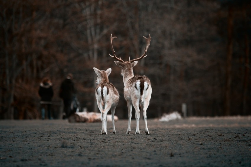 selective focus photography of two deer in park Y