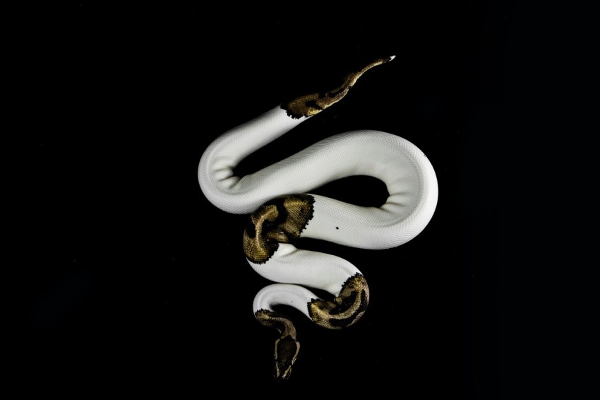 white and brown snake on black background oHW 2VFNg