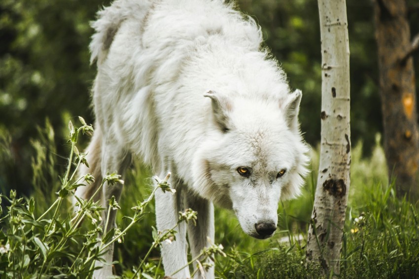 long coated white dog