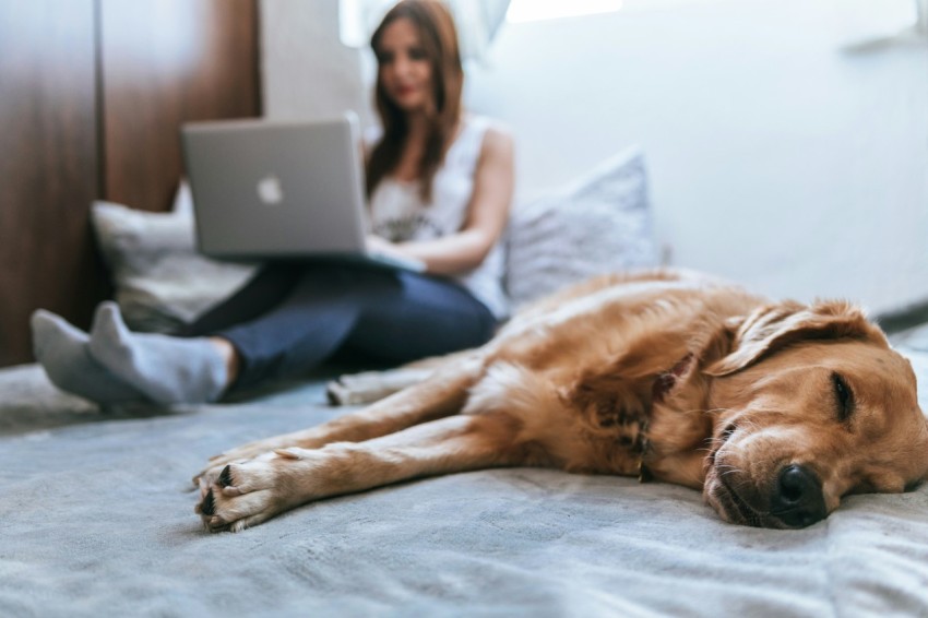 golden retriever lying on bed