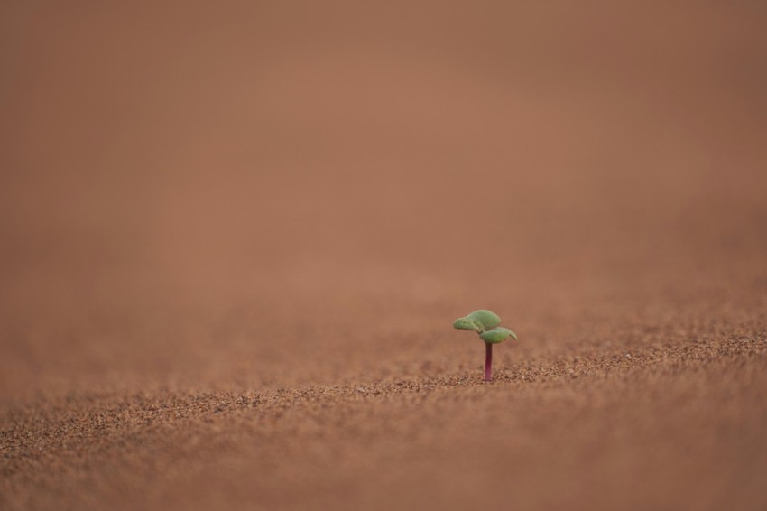 green sprout planted on soil