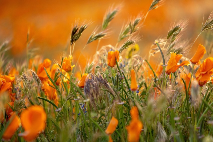 orange petaled flowers