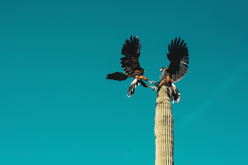 black and white bird flying under blue sky during daytime