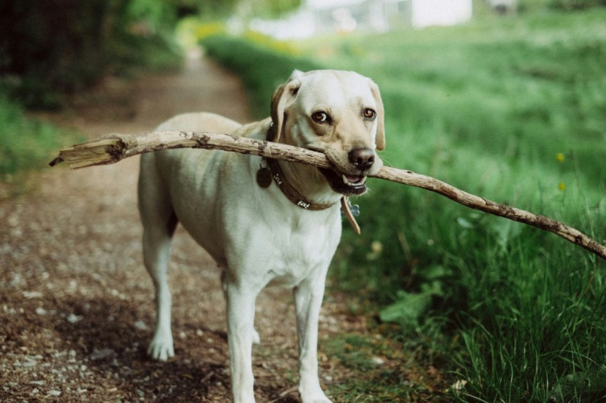 short coated dog biting stick