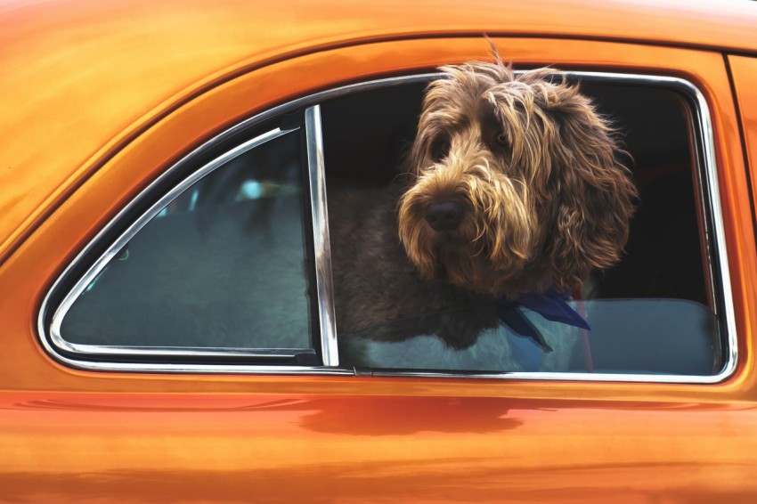 long coated brown dog staring on vehicle window