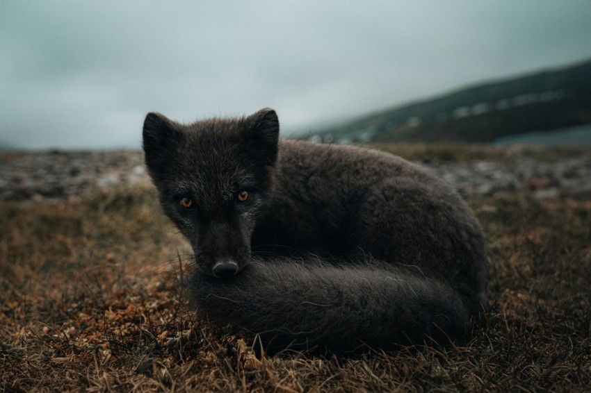 a black wolf laying on top of a dry grass field MD6wA5Nqa