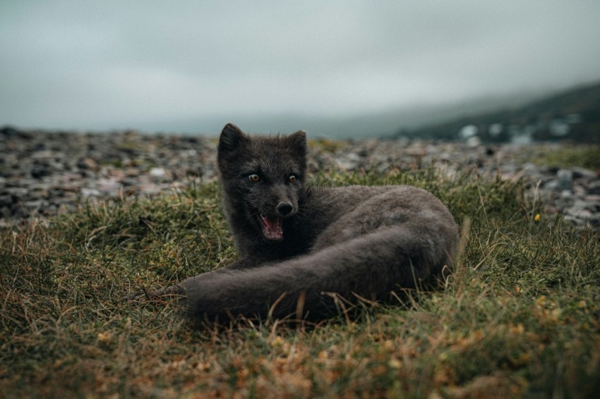 a black dog laying on top of a grass covered field