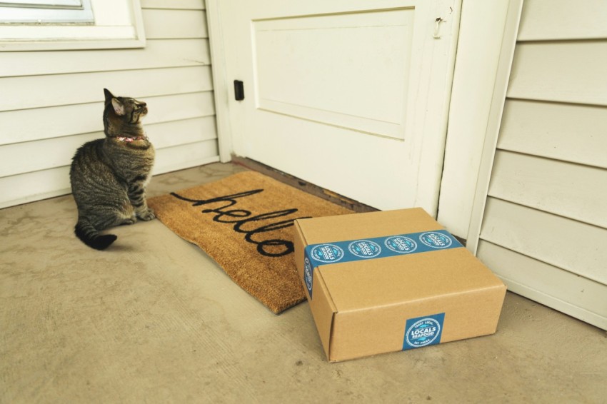 brown tabby cat on brown cardboard box