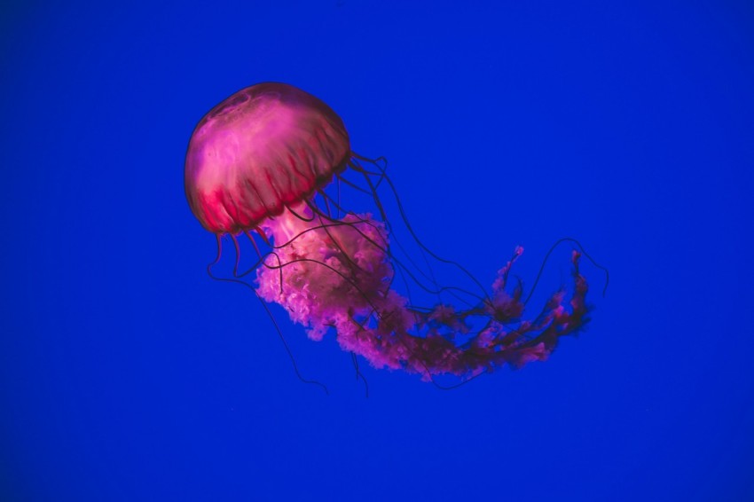 pink jellyfish swimming underwater _E