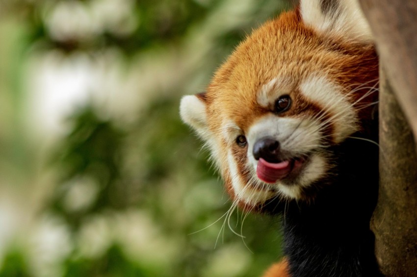 red panda climbing on tree