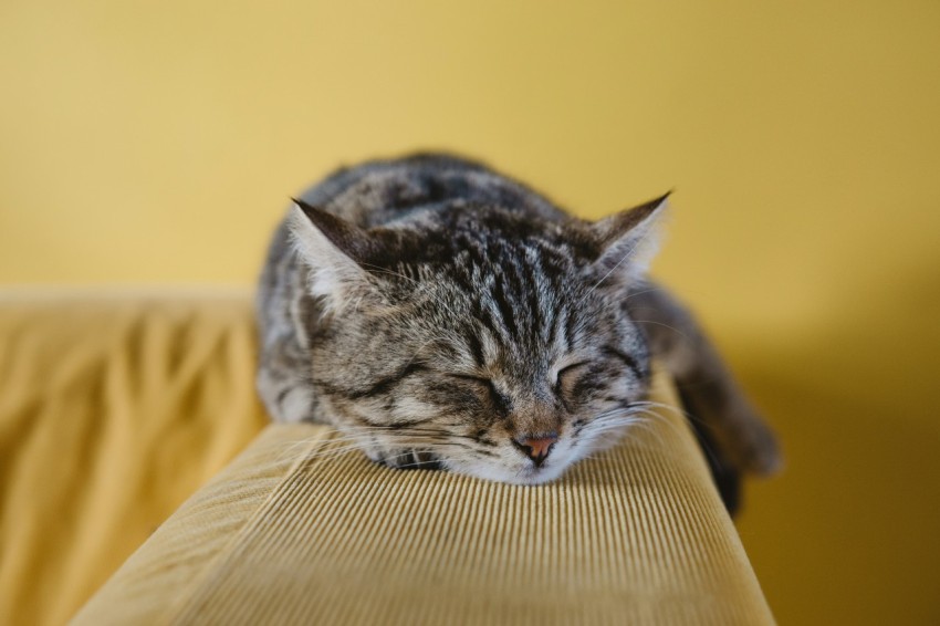 shallow focus photography of brown tabby kitten on couch