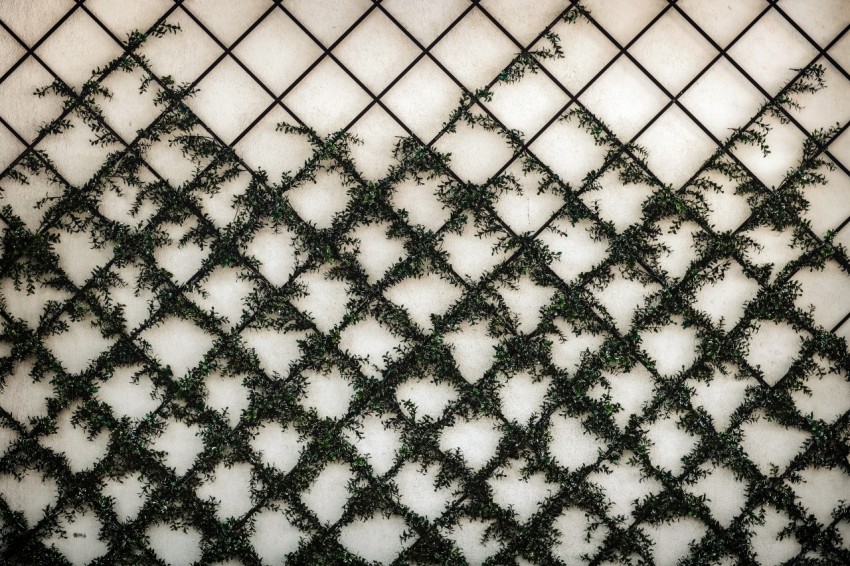 a close up of a wall with vines growing on it PJMrDBtU