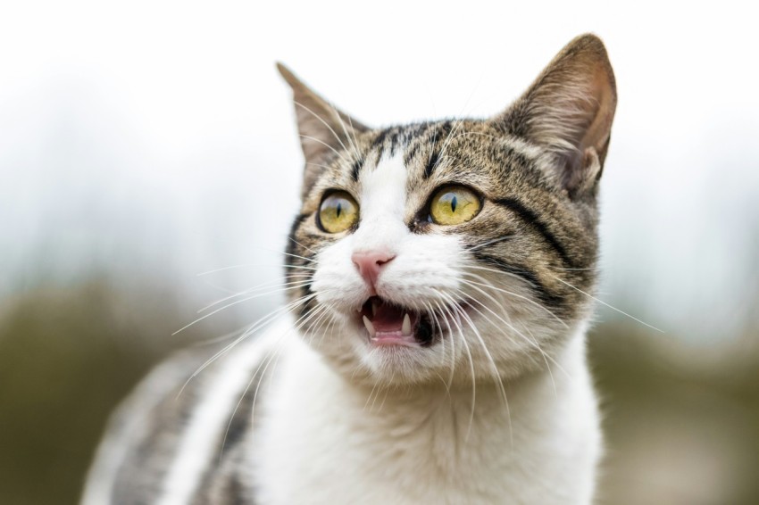 shallow focus photo of white and gray cat J7rRzjba