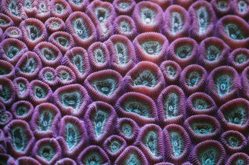 a close up view of a purple coral Y8ceJ0QCu