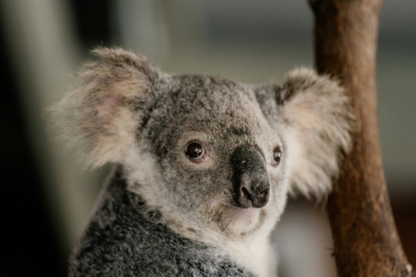 koala bear on brown tree branch during daytime p8Clnd