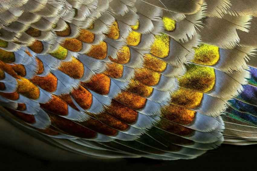 a close up of a colorful birds feathers