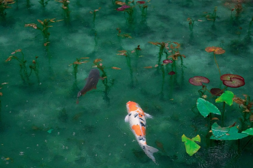 photo of two black white and orange koi fish