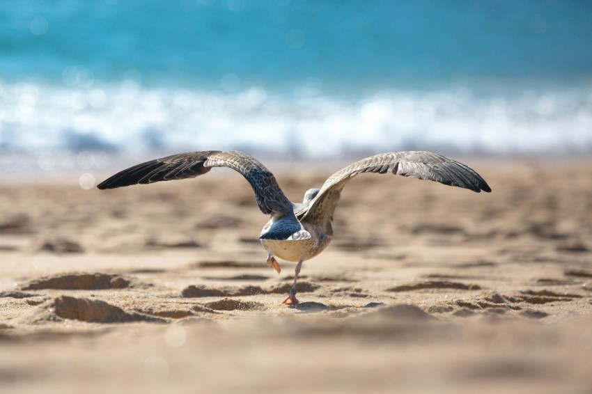 gray and white bird on seashore at daytime eWFFLU2