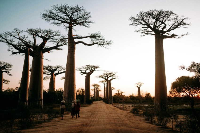 a group of people walking on a dirt road with tall trees with avenue of the baobabs in the background