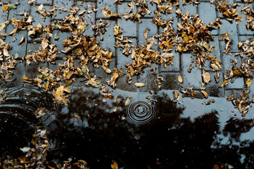 a turtle swimming in water