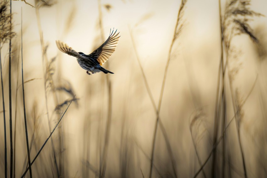 a bird flying through a field of tall grass