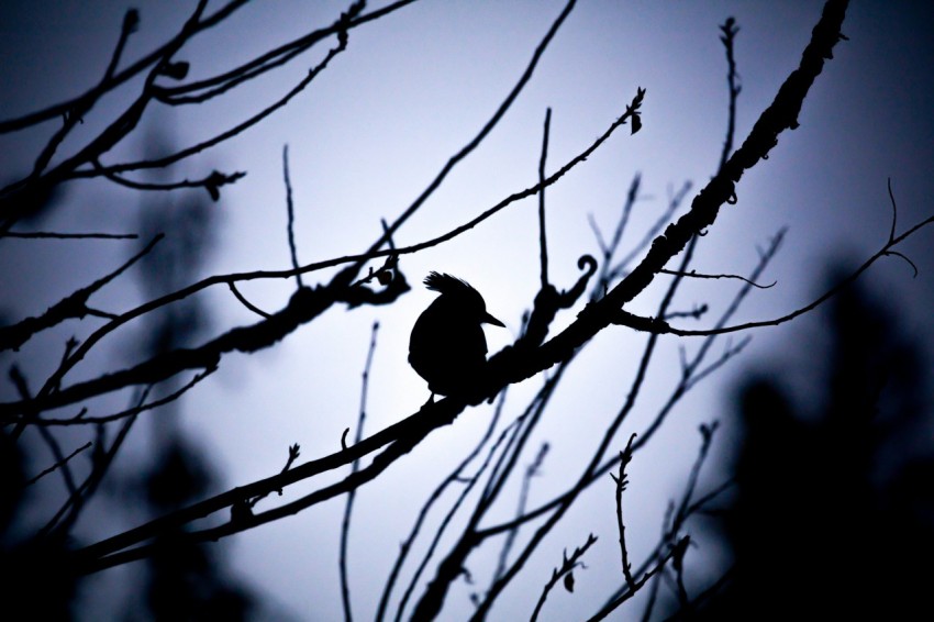 silhouette photography of bird and tree branches 4sMVrh8