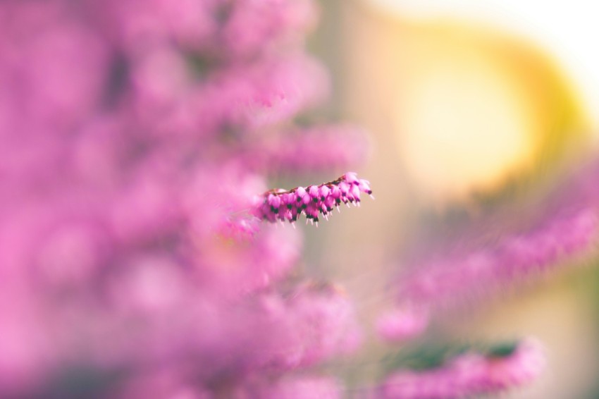 tilt shift photo of flower