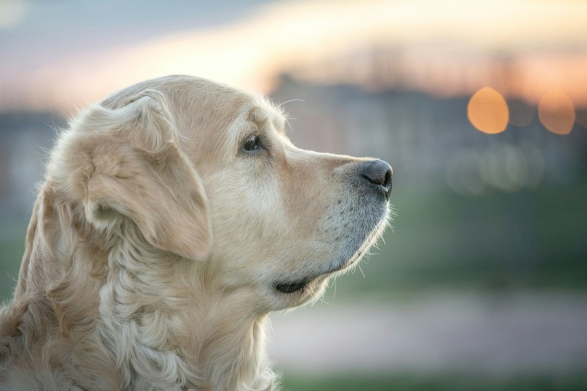 selective focus photo of adult gold golden retriever _qLFof8