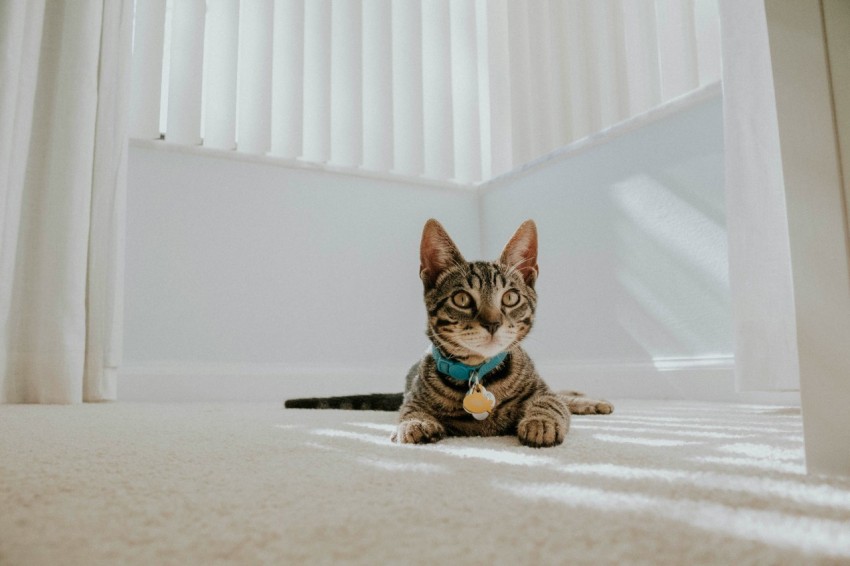 cat reclining on floor