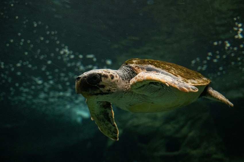 a turtle swimming in water