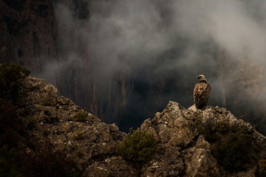 short beaked brown bird perched on rock formation