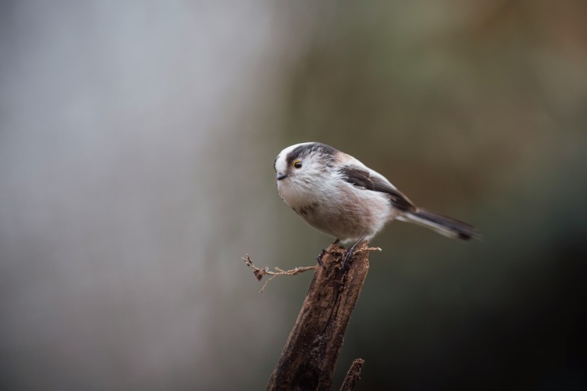 a small bird perched on top of a wooden stick o2