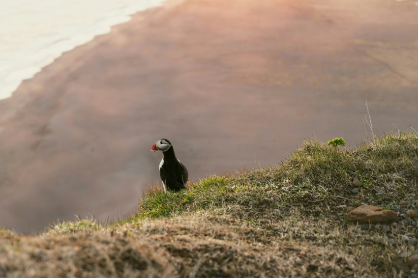 a bird standing on a hill