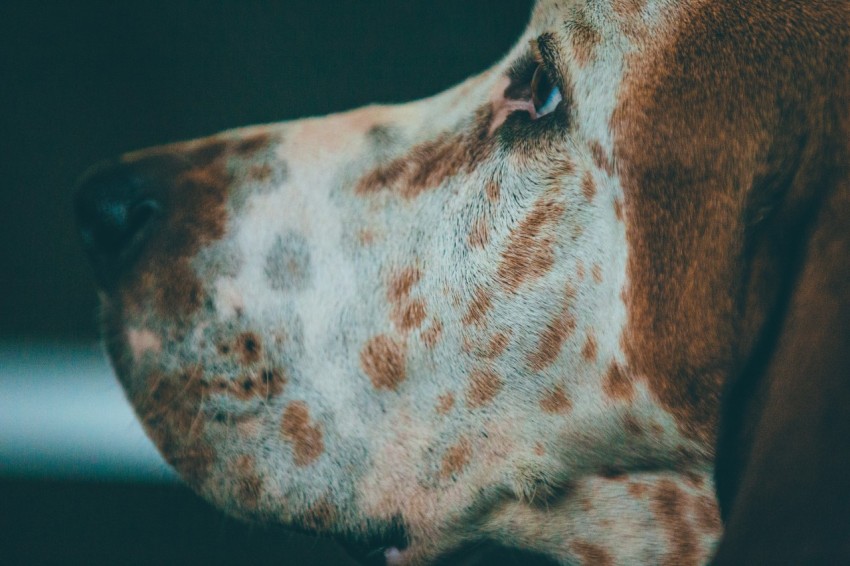 close up photography of short coated white and brown dog