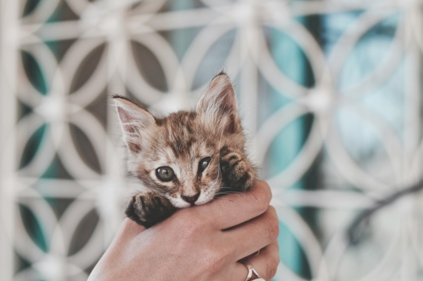 brown tabby kitten YifPTBCy